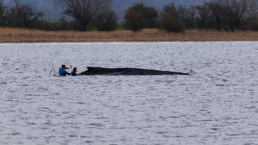 KEYPIX - 03.04.2026, Mecklenburg-Vorpommern, Weitendorf-Hof: Einsatzkräfte der Feuerwehr benetzen den Rücken des Wals, der aus dem Wasser ragt. Der vor Wismar gestrandete Buckelwal ist noch am Leben.  ...