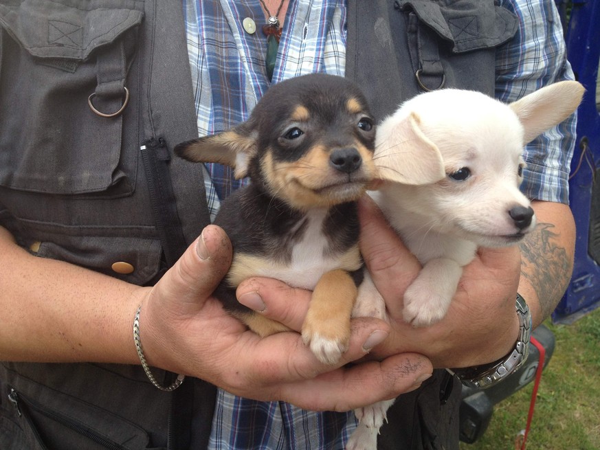 Conifscation de chiots importés illégalement. © VIER PFOTEN