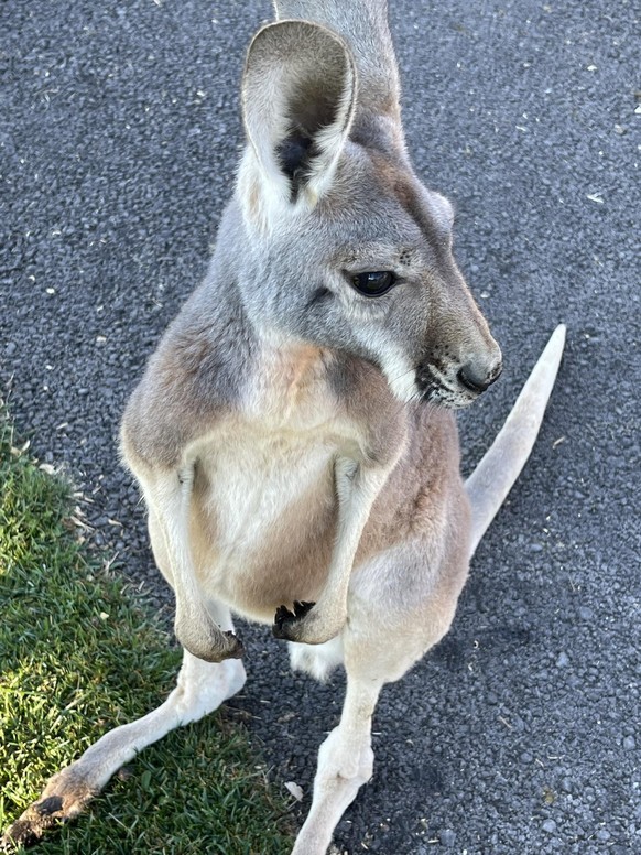 cute news animal tier kängaru

https://imgur.com/t/animals/MQTTulu