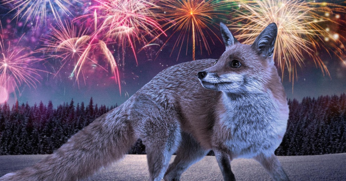 Comment les feux d'artifice peuvent blesser et tuer les animaux sauvages