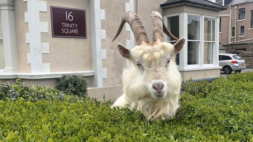 Admirez la beauté de cet animal dans sa haie.