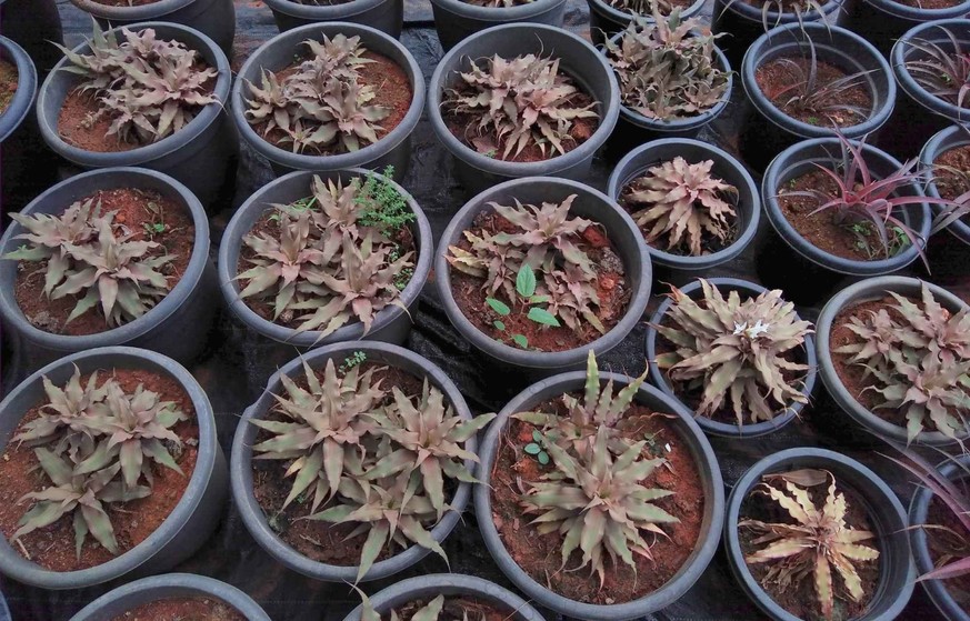 Cryptanthus acaulis.