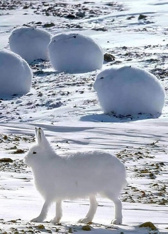 cute news tier schneehasen

https://imgur.com/t/aww/BXKGI2r