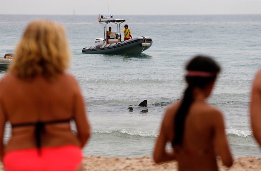 epa09410875 A blue shark (C) swims close to the coast in Poniente beach, in the touristic city of Benidorm, eastern Spain, 12 August 2021. Authorities closed the beach as they try to take the shark to ...