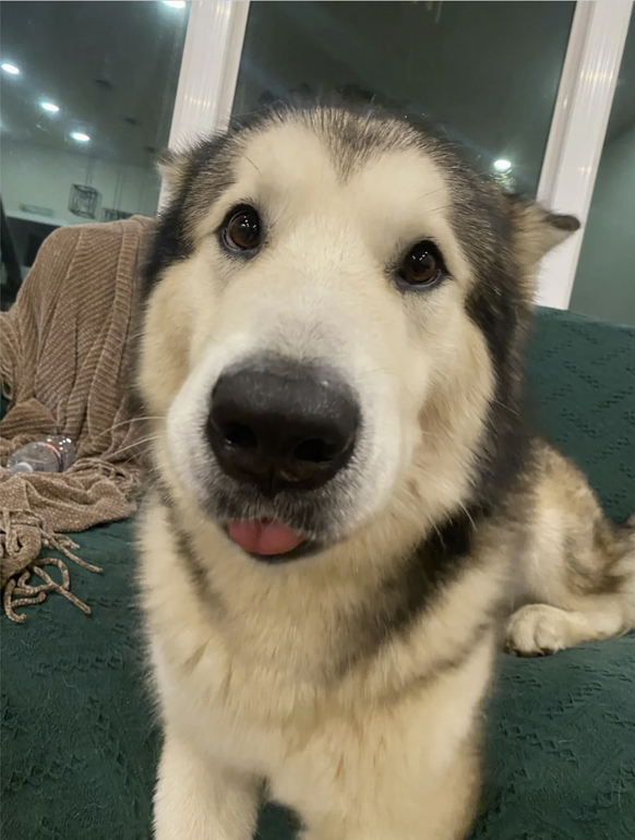 Herziger Hund mit Zunge für Cute News