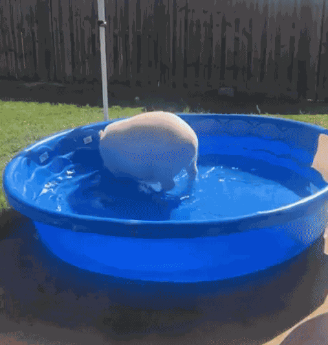 GIF animé