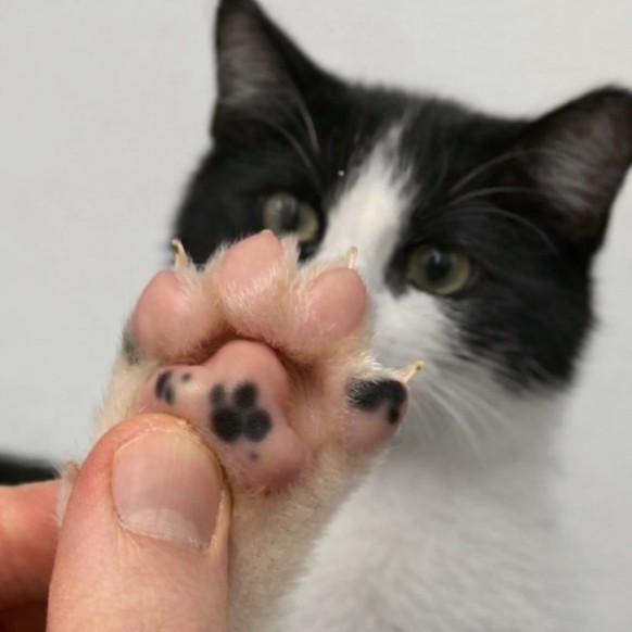 cute news tier katze

https://www.instagram.com/p/DS3P-k8kw75/