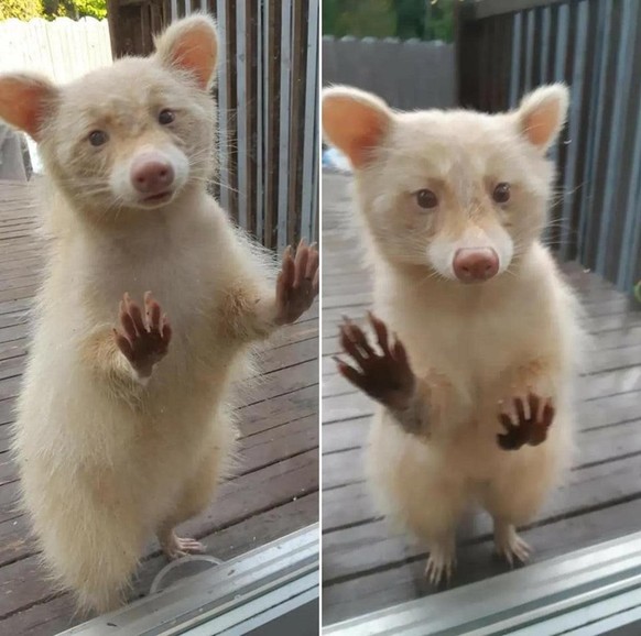 cute news animal tier waschbär

https://www.reddit.com/r/aww/comments/scsllo/my_old_highschool_teachers_racoon_living_her_yard/