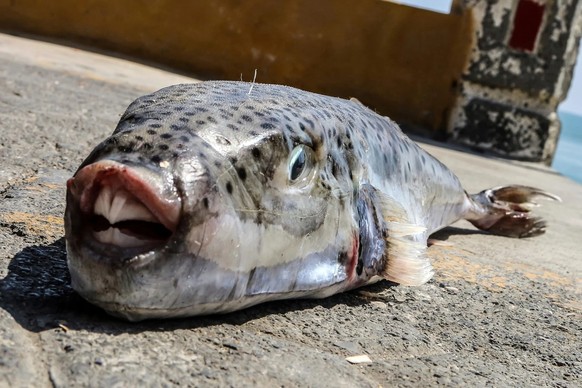 poisson-globe à tête de lièvre
