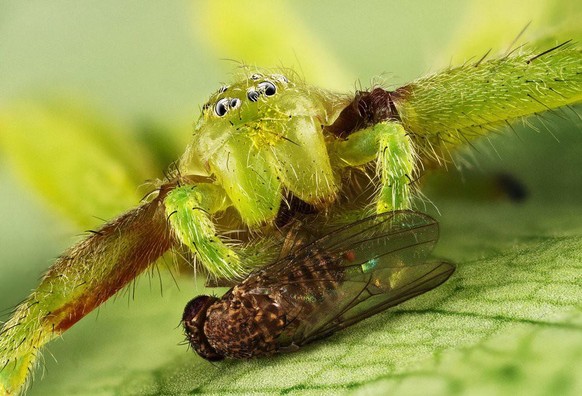 Araignée chasseuse verte (Micrommata virescens) et mouche du vinaigre (Drosophila melanogaster), Magnitogorsk, Russie.