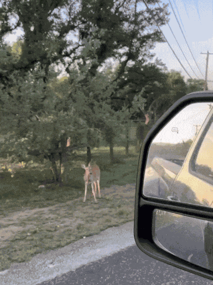 GIF animé