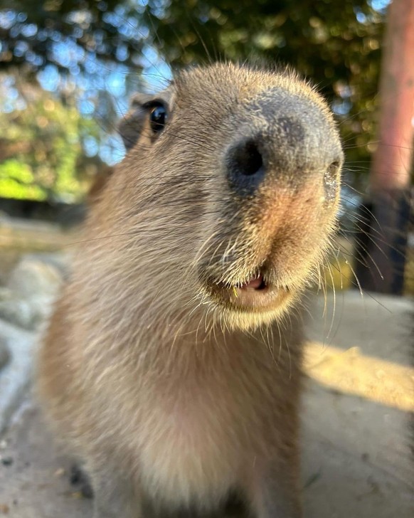 cute news tier capybara

https://www.instagram.com/p/C2Qtwc2SPbZ/