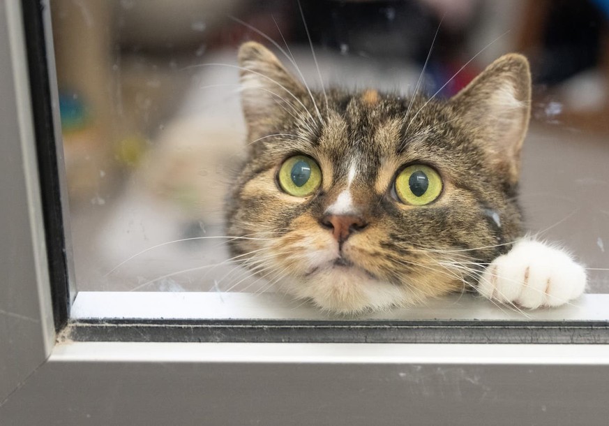 Une puce pour tous les chats: le plan du Conseil fédéral
