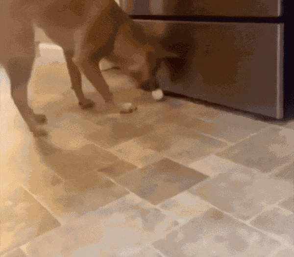 GIF animé
