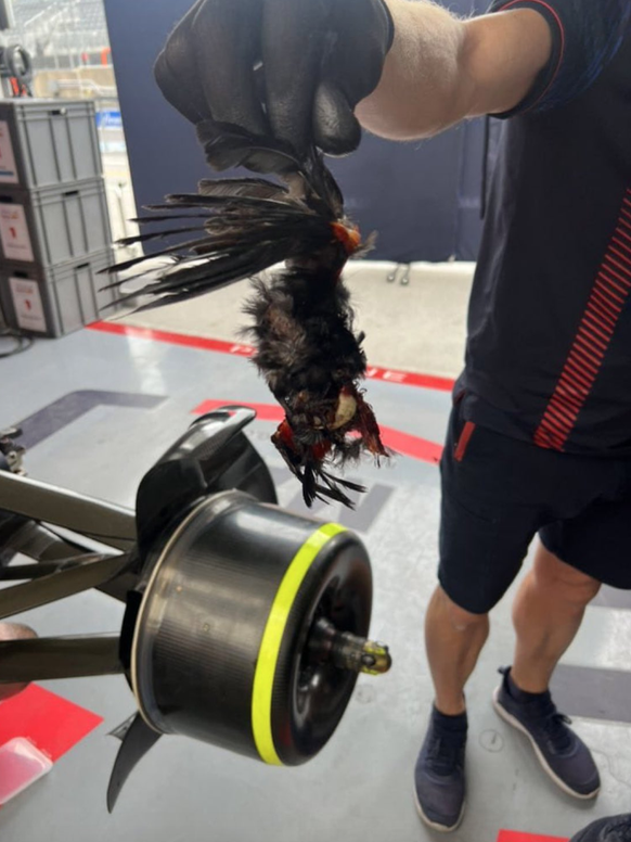 Le pauvre oiseau n&#039;a pas vu venir la monoplace de Verstappen.