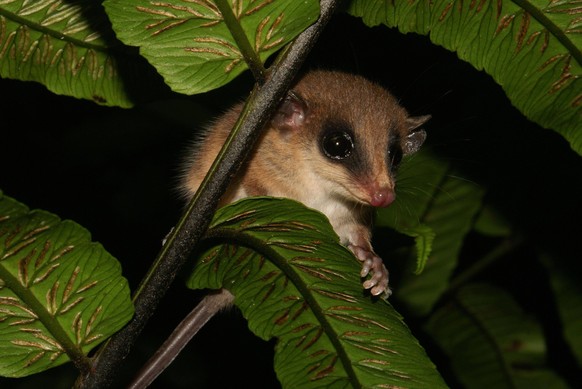 Mexikanische Zwergbeutelratte, Panama, Mittelamerika *** Mexican Pygmy Bag Rat, Panama, Central America Copyright: imageBROKER/A.xHertz iblmup05515925.jpg Bitte beachten Sie die gesetzlichen Bestimmun ...