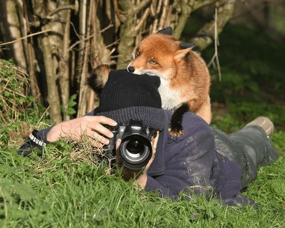 cute news tier fotograf

https://www.reddit.com/r/FunnyAnimals/comments/1h5sw40/animals_disturbing_photographers/