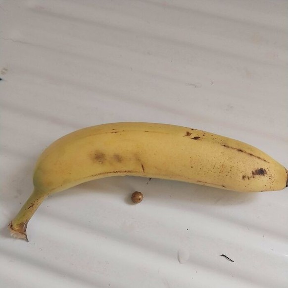 La banane sert de mesure.