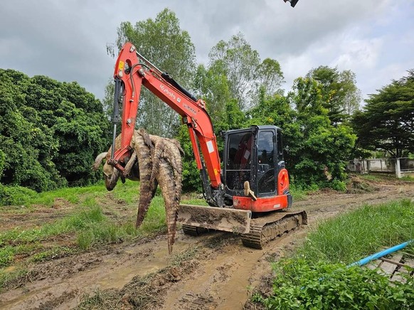 Thaïlande: ils tuent 125 crocodiles par crainte qu&#039;ils ne s&#039;échappent
