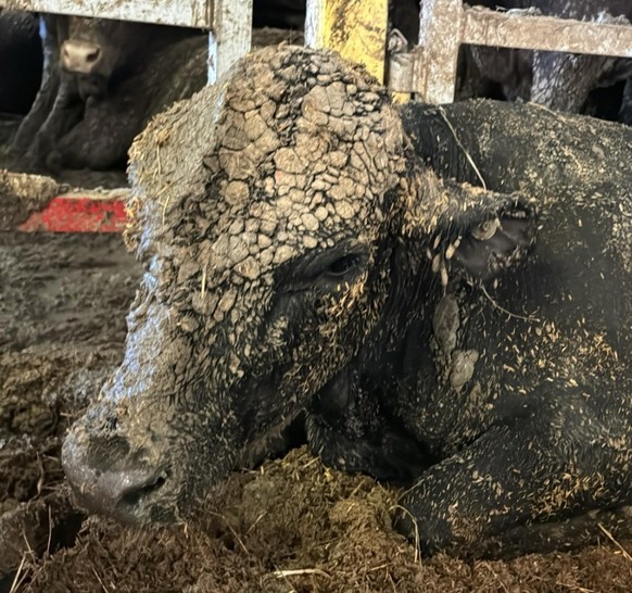 Une odeur nauséabonde au Cap entraîne une enquête de la part de la municipalité: un cargo rempli d&#039;animaux dans le port est à l&#039;origine de cette odeur.