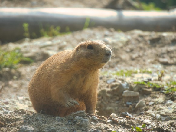 cute news animal tier Prairie Dogs

https://imgur.com/t/zoo/6CWZWZL