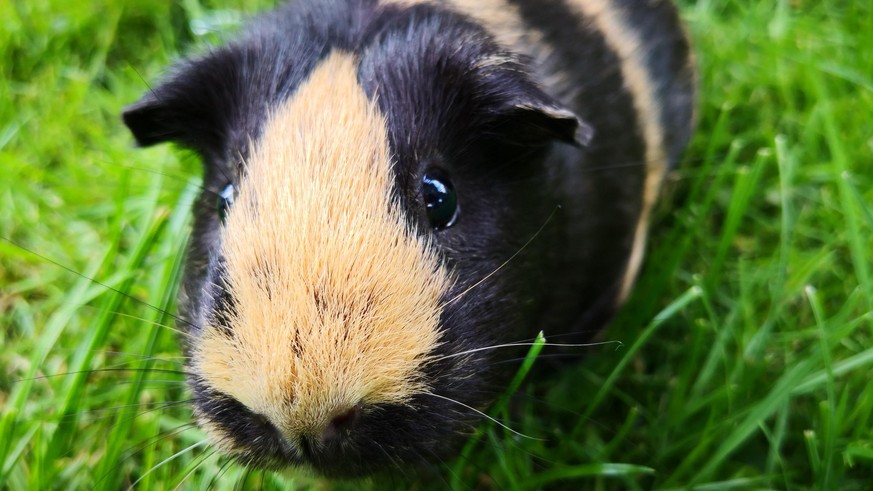 Quiz Sur Les Cochons D Inde Teste Tes Connaissances