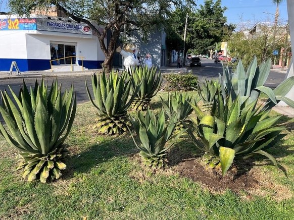 Les agaves de Bautisto, en face de sa maison