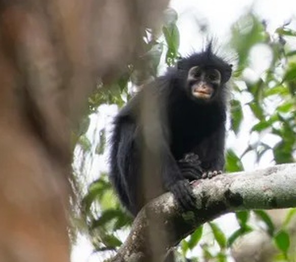 likweli (Colobus congoensis)