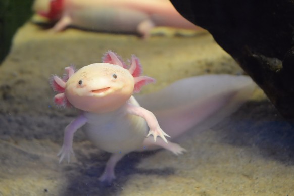 Pink axolotl also known as walking fish, Endangered axolotl, latin name ambystoma mexicanum, in an aquarium