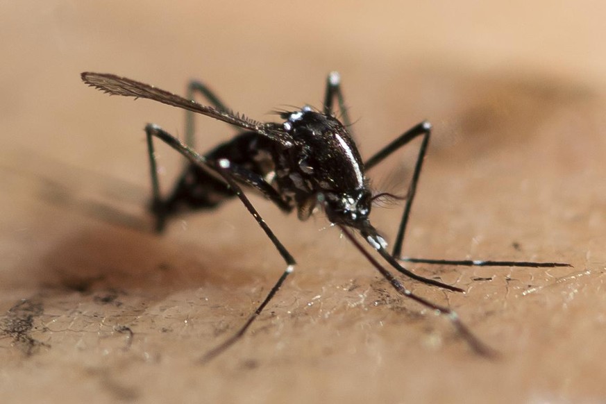 Eine totes Exemplar einer Asiatischen Tigermuecke, aufgenommen am Dienstag, 23. Juli 2019 in Zuerich. Der Umwelt- und Gesundheitsschutz der Stadt Zuerich bekaempfen die Muecke mit biologischem Wirksto ...