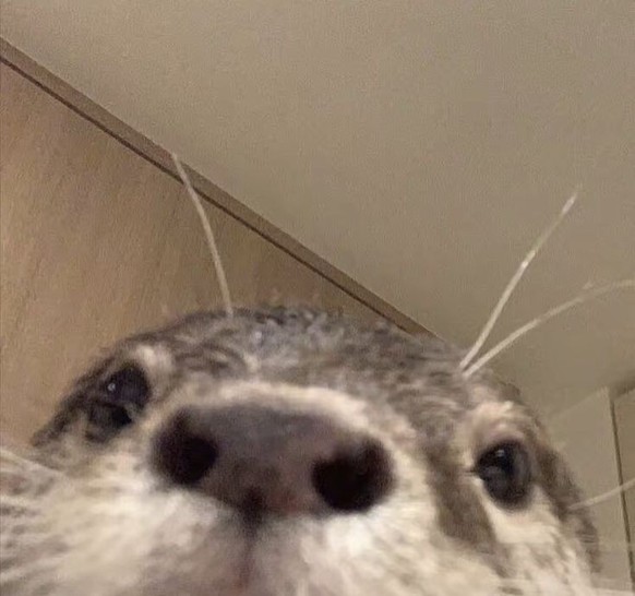 cute news tier otter otte otten

https://ch.pinterest.com/pin/1049409150726912377/