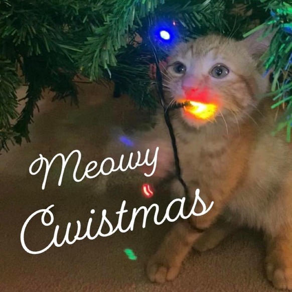 cute news cat

https://www.reddit.com/r/CatsBeingCats/comments/rghin5/meowy_cwistmas/