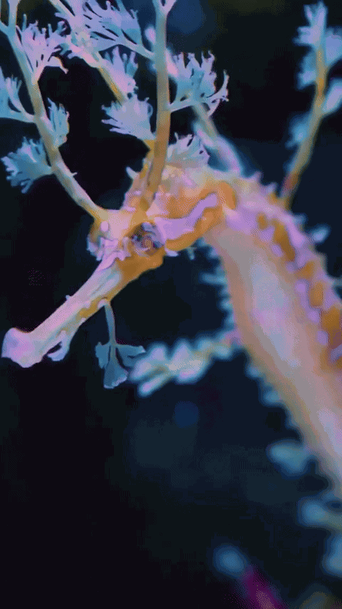 GIF animé