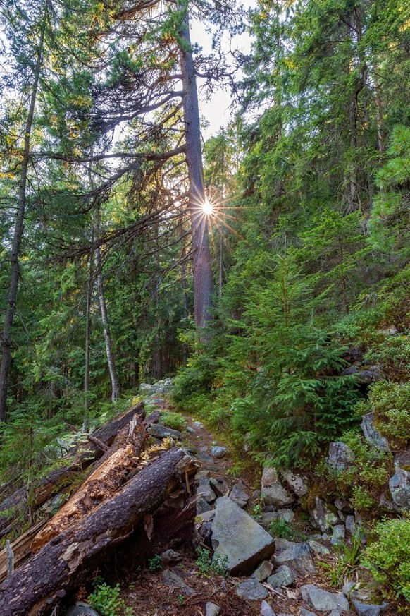 Une forêt, quelque part en Suisse.