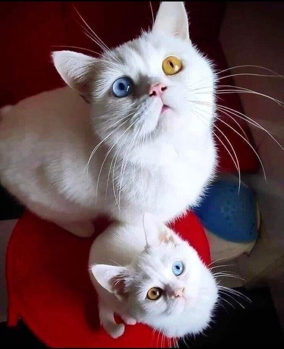 cute news tier katzen

https://www.reddit.com/r/animalonplanets/comments/zkd55w/mother_daughter/