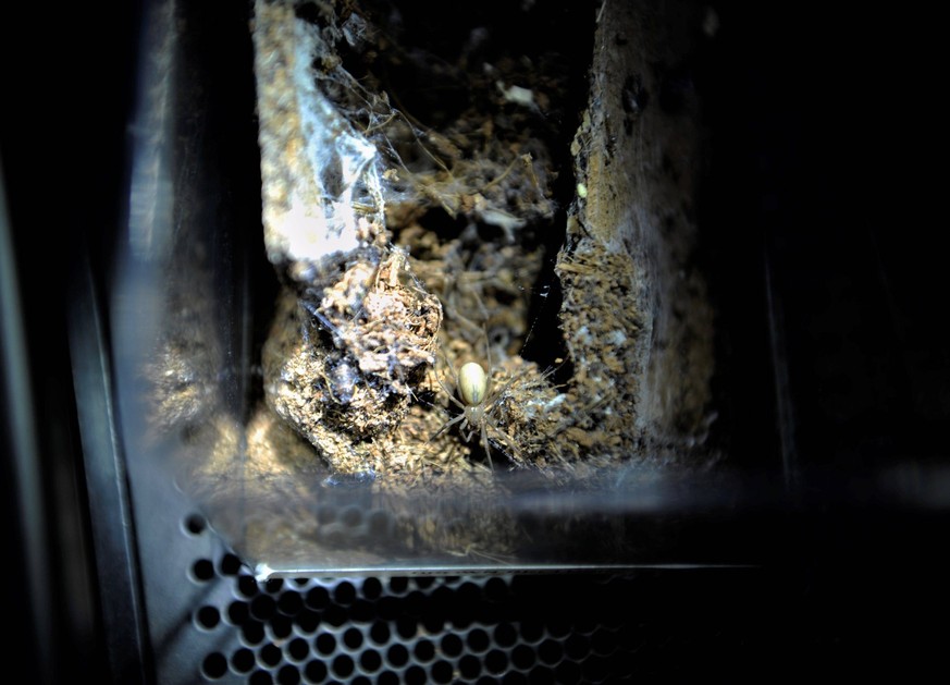 Morsure d'une araignée recluse brune à Majorque
