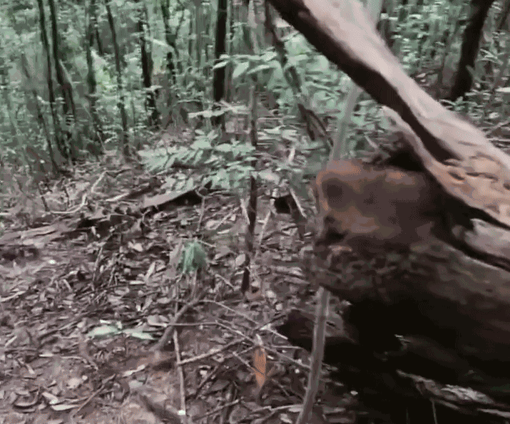 GIF animé