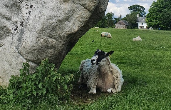 cute news animal tier schaf england avebury