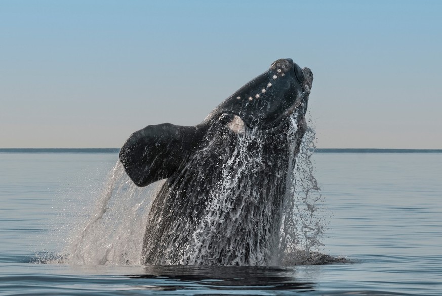 Les organes sexuels de la baleine franche ont fait leur entrée dans le «Guinness World Records».