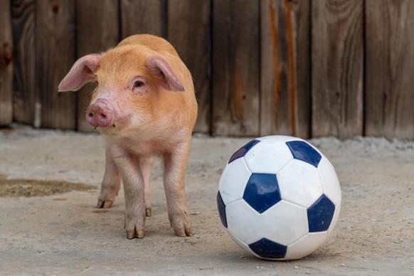 Une truie et un ballon de foot: les banques de données de photos ont même ça en stock.