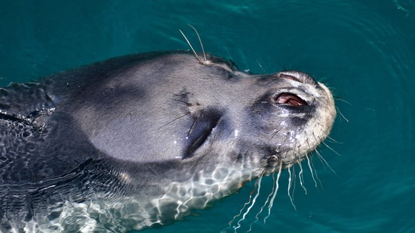 epa09333464 A Mediterranean monk seal (Monachus monachus), one of the world&#039;s most endangered marine mammals, swims in Alonissos island, Sporades, Greece, 3 July 2021.(issued 9 July 2021) Aloniss ...
