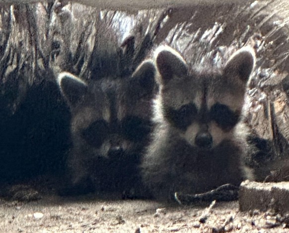 cute news tier waschbären

https://www.reddit.com/r/Raccoons/comments/1dzbf6e/double_trouble/