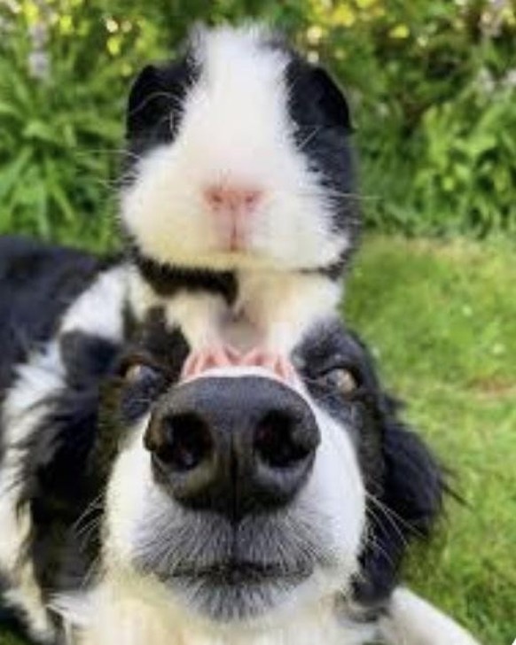 cute news animal tier hund hamster

https://imgur.com/t/animals/TMVv6iY