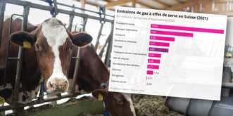 Voici à quel point la viande pollue en Suisse