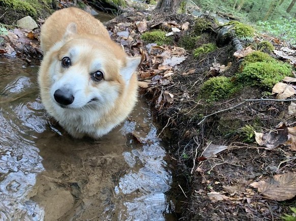 cute news tier hund 

https://ch.pinterest.com/pin/3940718419284651/