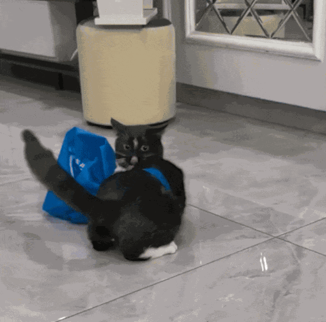 GIF animé