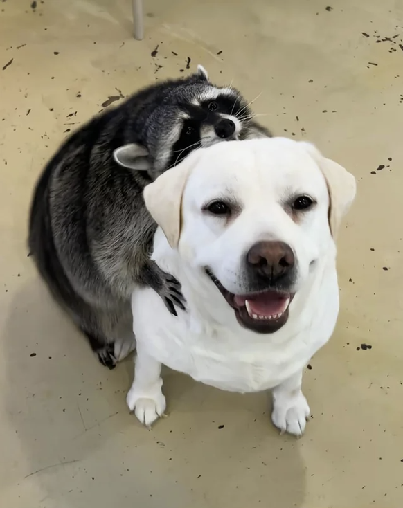 Cute News: Hund und Waschbär sind beste Freunde