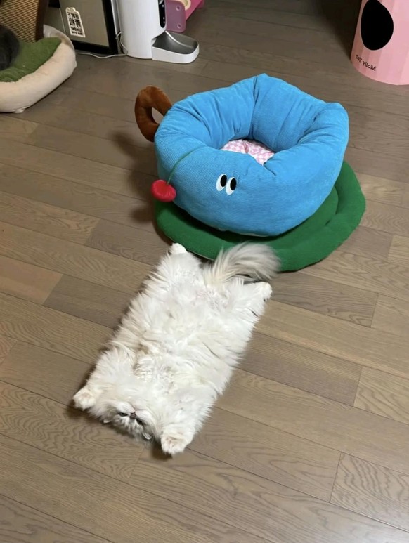 cute news tier katze

https://www.reddit.com/r/Catswithjobs/comments/1hgpvn2/a_professional_rug/