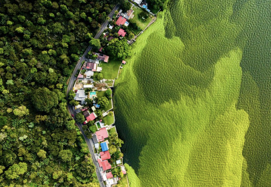 Daniel Núñez montre les effets de la pollution du lac Amatitlán. L'écosystème ne fonctionne plus correctement ; les algues prolifèrent et colorent l'eau en vert.