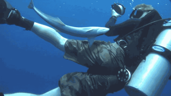 GIF animé